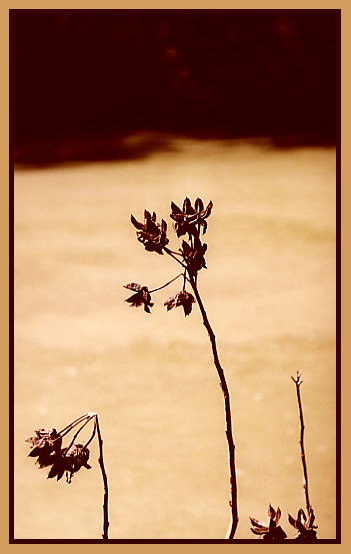 photo "Gravitation" tags: nature, still life, flowers