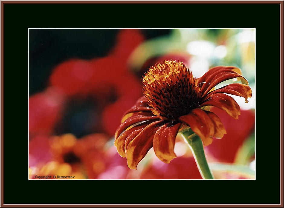 фото "красное и черное" метки: макро и крупный план, природа, цветы