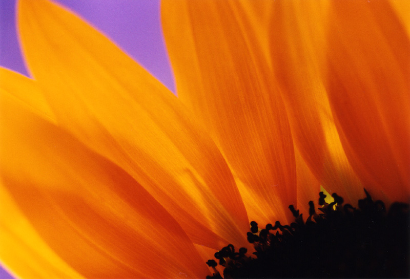 photo "sun" tags: macro and close-up, nature, flowers