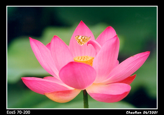 photo "Water Lily" tags: nature, flowers