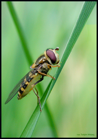 фото "Flower Fly" метки: природа, насекомое