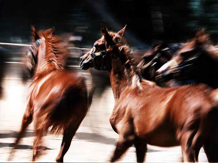 photo "Unleashed" tags: nature, wild animals