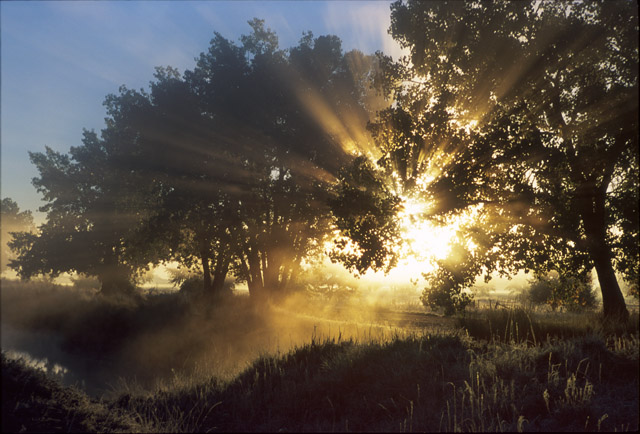 photo "Blinded By The Light" tags: landscape, forest, sunset