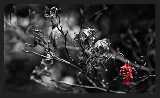 photo "Nearly Dead Red" tags: nature, still life, flowers