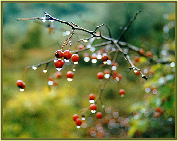 photo "Untitled photo" tags: nature, flowers