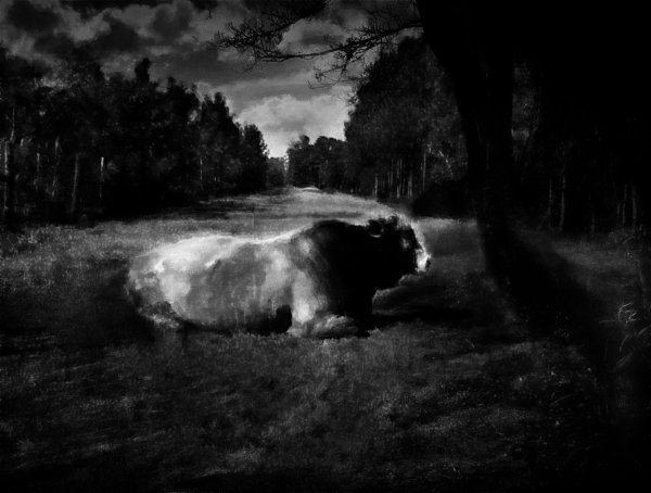 photo "The Bull" tags: montage, 