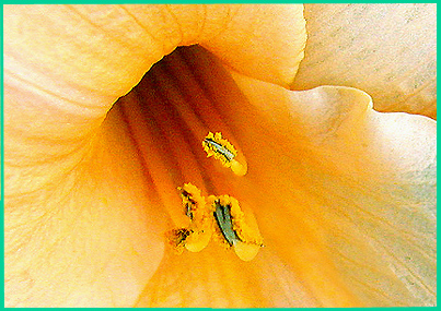 photo ""Up Close and Personal"" tags: macro and close-up, 