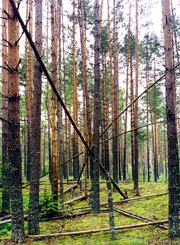 фото "Деревянная Сеть" метки: пейзаж, лес, лето