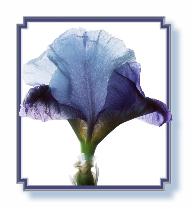 photo "Translucent - Note Card Design" tags: macro and close-up, montage, 