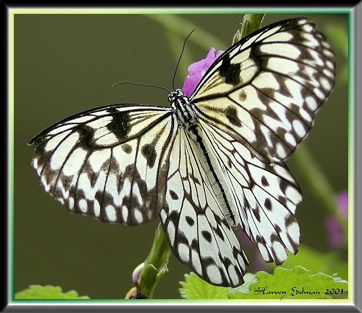 photo "Brush Footed Butterfly Portrait" tags: macro and close-up, 