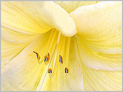 photo "Sunny Side Up"" tags: macro and close-up, 