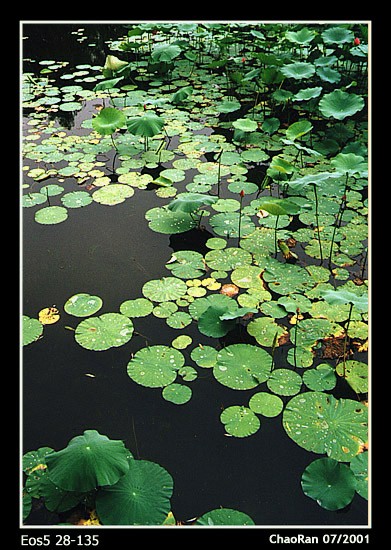photo "Summer Pond" tags: nature, flowers