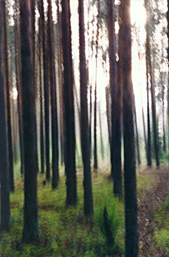 фото "А в глазах по утрам - туман ..." метки: пейзаж, абстракция, лес