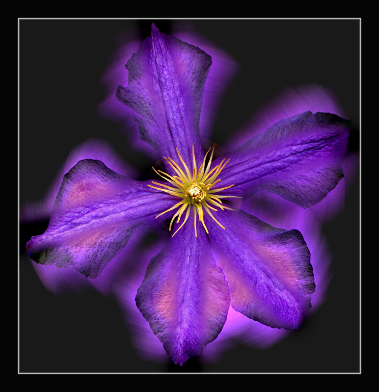 фото "Soul of the Clematis" метки: фотомонтаж, природа, цветы