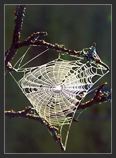 photo "A web" tags: nature, 
