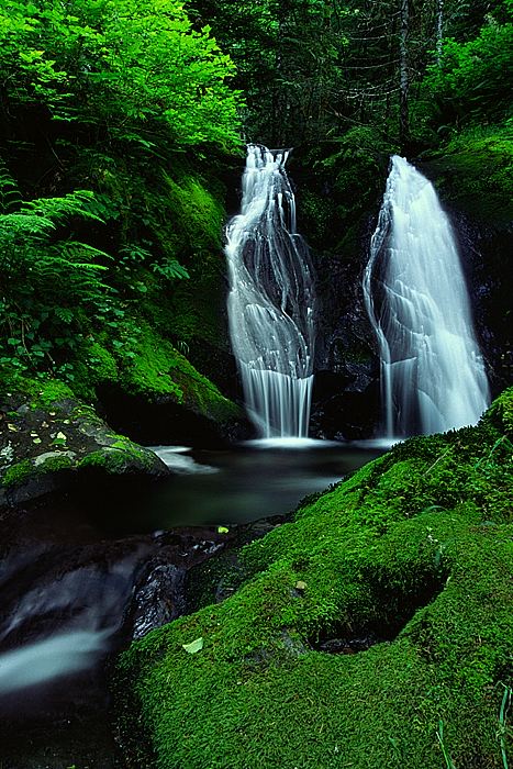 photo "Forest Treasure" tags: landscape, forest, water