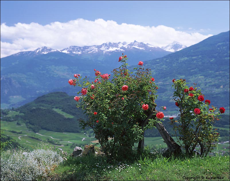 photo "Mountain landscape with a rose bush" tags: landscape, nature, flowers, mountains