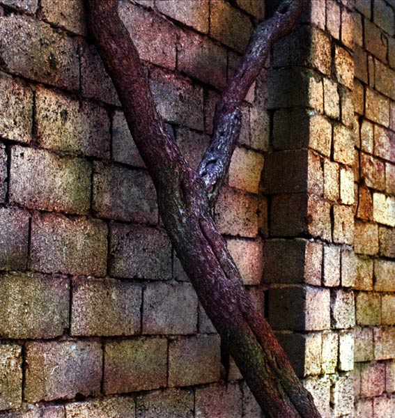 photo "The Tree And The Wall" tags: misc., 