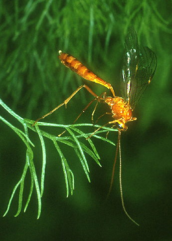 фото "Ichneumon Fly" метки: природа, макро и крупный план, насекомое