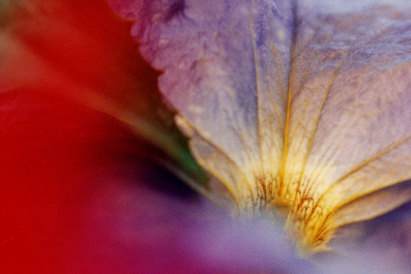 photo "Falling Queen" tags: abstract, macro and close-up, 