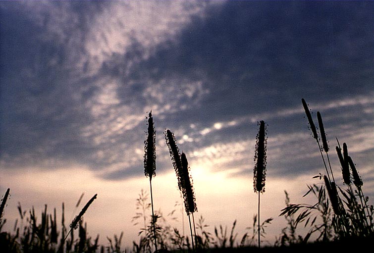 photo "Morning. July" tags: landscape, summer, sunset