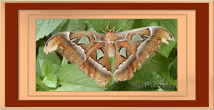 photo "Silk Moth Portrait" tags: macro and close-up, nature, 