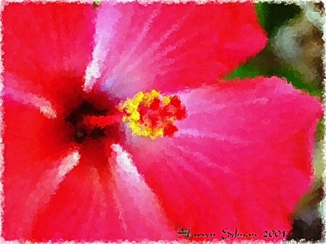 photo "Hibiscus" tags: montage, nature, flowers