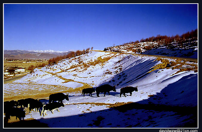 photo "Migrate" tags: travel, landscape, Asia, mountains