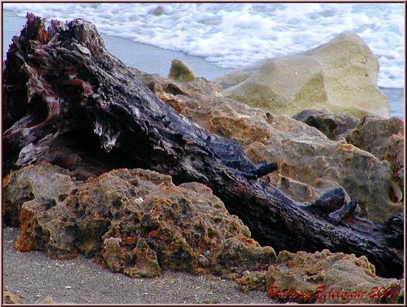 photo "Rocks and Driftwood" tags: landscape, still life, water