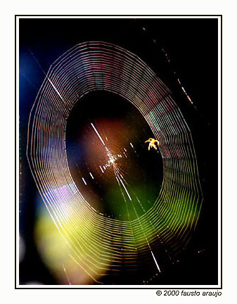 photo "Building a web, fast" tags: nature, insect