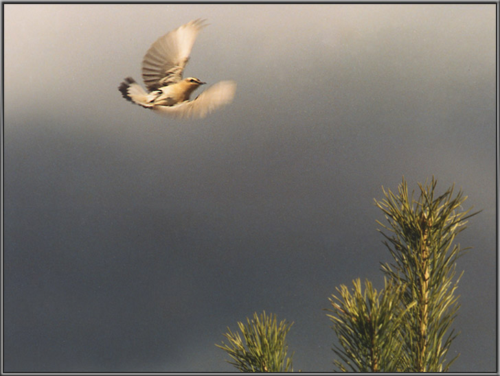 photo "Photo-haiku. Stop-Fly." tags: nature, genre, wild animals