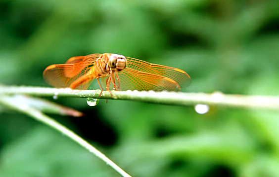 photo "one-plank bridge" tags: nature, insect