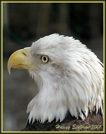 photo "Bald Eagle Portrait (Non Captive)" tags: nature, portrait, wild animals
