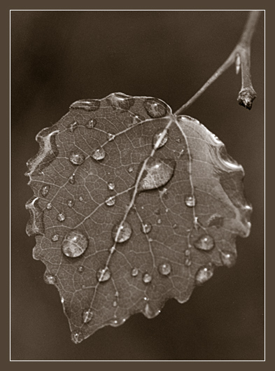 photo "After rain" tags: macro and close-up, nature, flowers