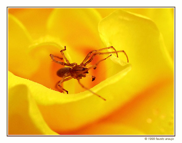 фото "Danger in beauty" метки: природа, макро и крупный план, насекомое