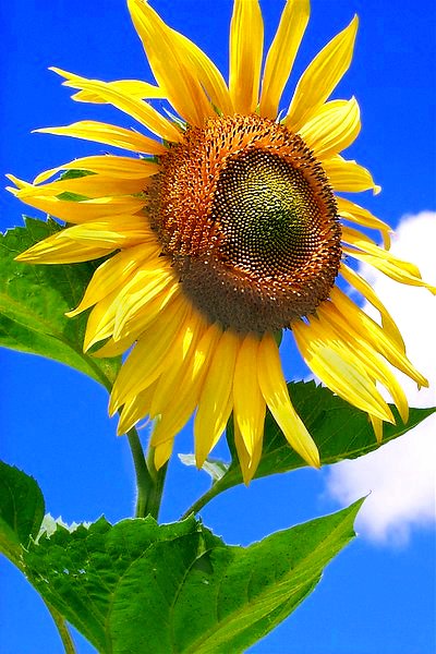 photo "Sunflower" tags: nature, flowers