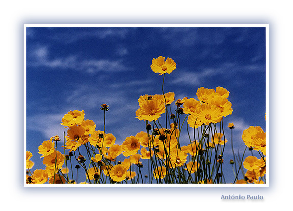 фото "Yellow Flowers" метки: природа, цветы