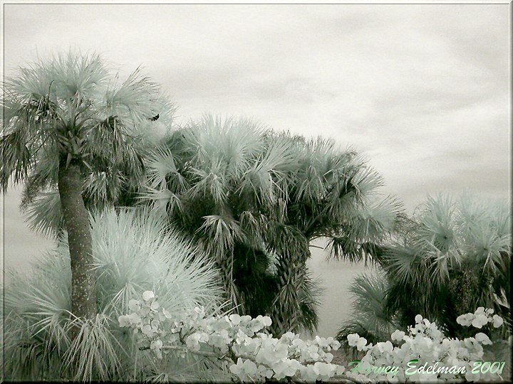 photo "Infra Red Study #3" tags: misc., landscape, 