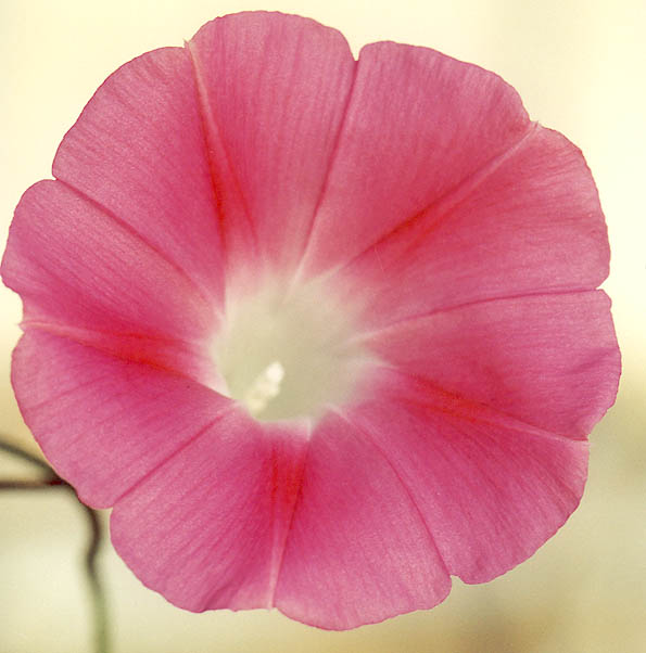 photo "Untitled photo" tags: nature, flowers
