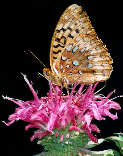 фото "A Fritillary for Mike Baldwin" метки: природа, натюрморт, насекомое