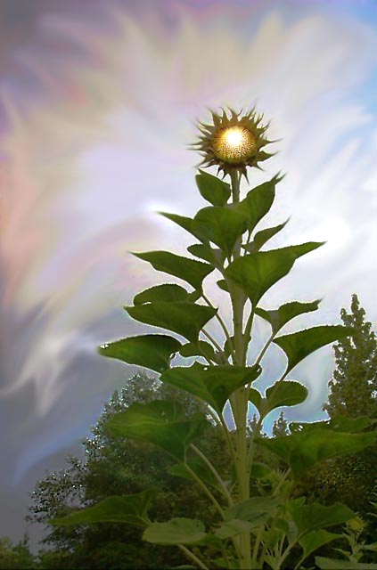 photo "*Sun* Flower" tags: montage, 