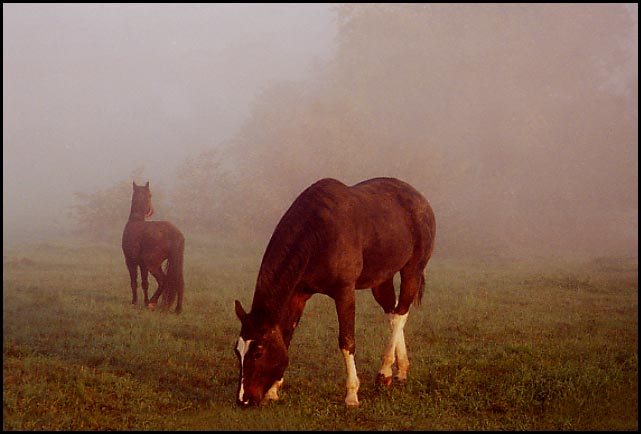 фото "horses grazing in the fog" метки: разное, природа, 
