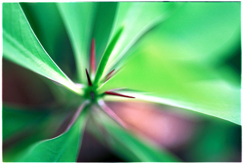 photo "Burr" tags: macro and close-up, nature, flowers