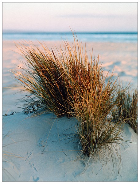 photo "Dune grass" tags: nature, travel, Australia, flowers