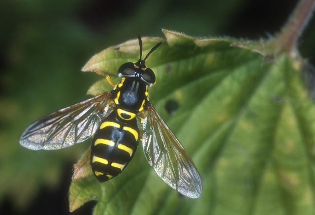 photo "Hoverfly" tags: nature, macro and close-up, insect