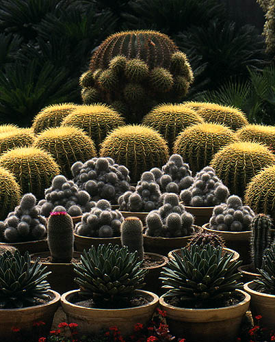 фото "The Cactus Family" метки: природа, цветы