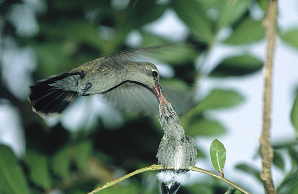 photo "Feeding" tags: nature, travel, South America, wild animals