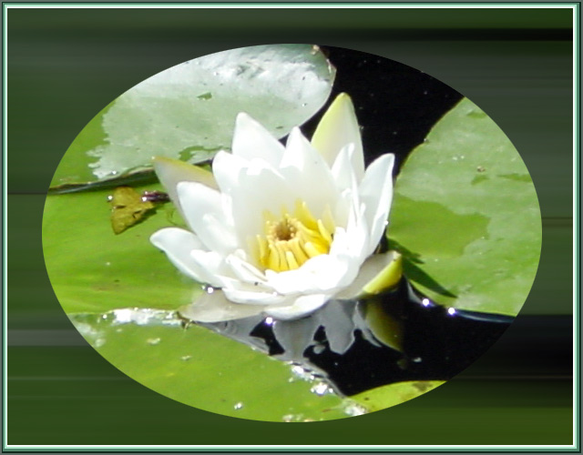 фото "Речная красавица (лилия)" метки: природа, макро и крупный план, цветы