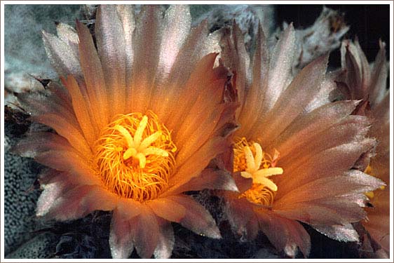 фото "Cactus Blossom" метки: природа, путешествия, Южная Америка, цветы