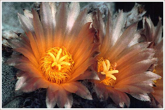 photo "Cactus Blossom" tags: nature, travel, South America, flowers